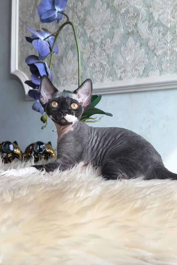 Basya | Devon Rex Kitten