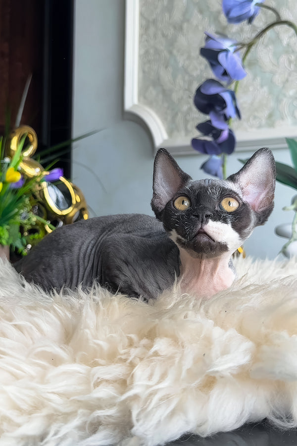 Basya | Devon Rex Kitten