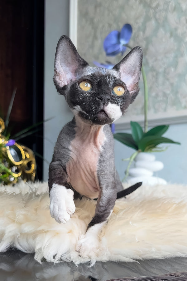 Basya | Devon Rex Kitten