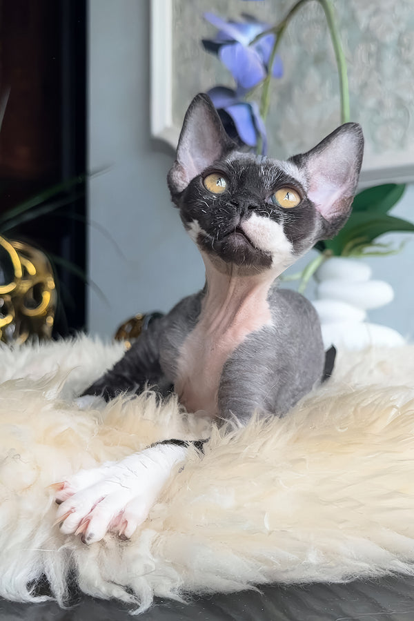 Basya | Devon Rex Kitten