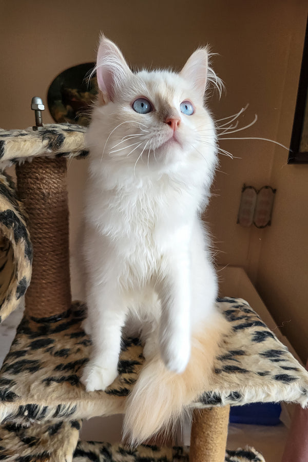 Batik | Siberian Kitten