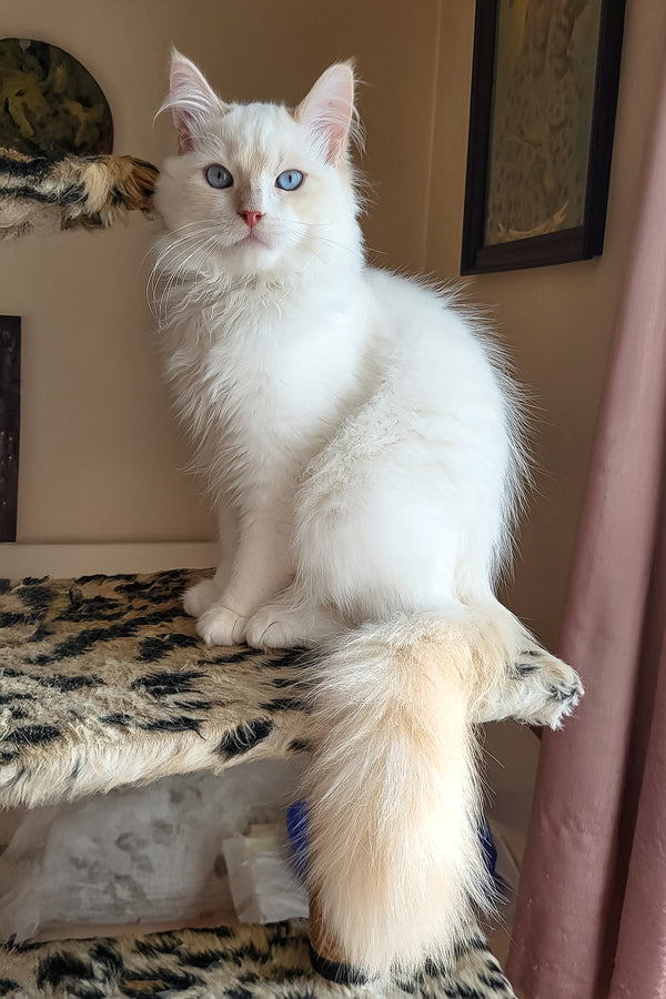 Batik | Siberian Kitten