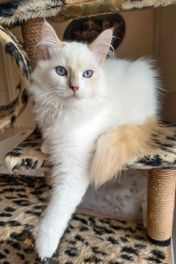 Batik | Siberian Kitten