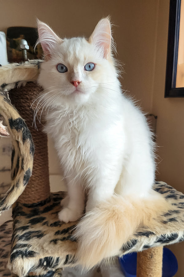 Batik | Siberian Kitten