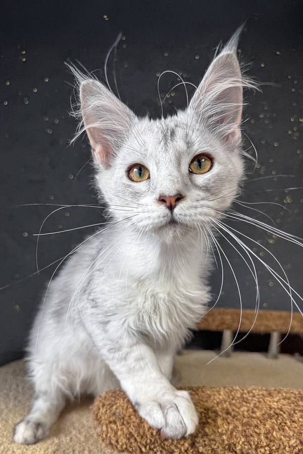 Bazzy | Maine Coon Kitten