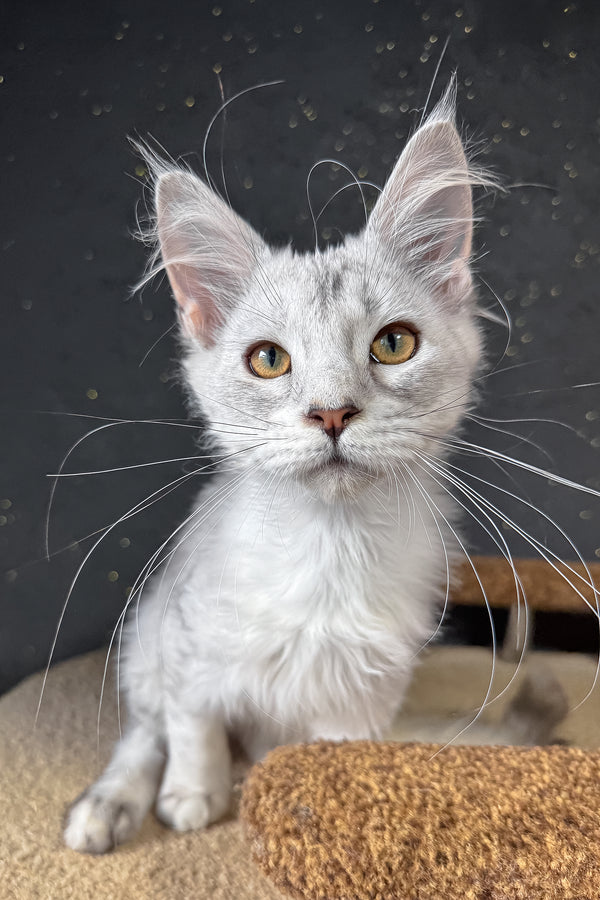 Bazzy | Maine Coon Kitten