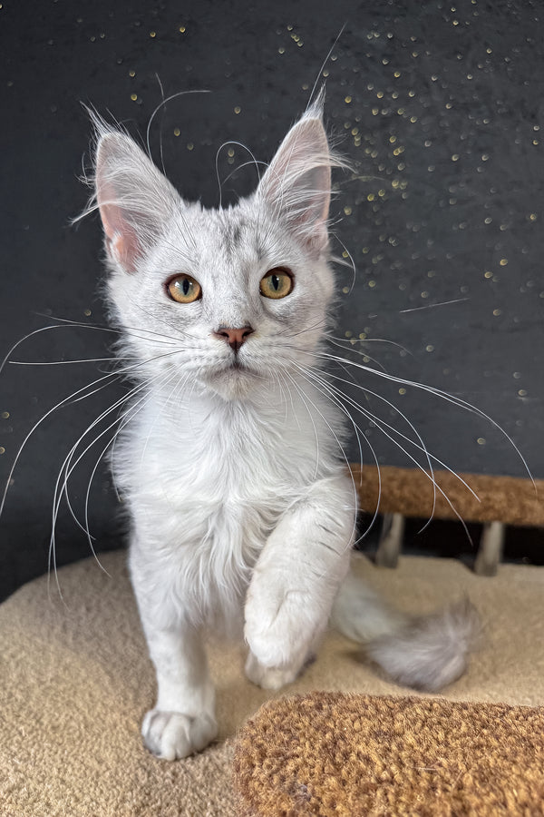 Bazzy | Maine Coon Kitten