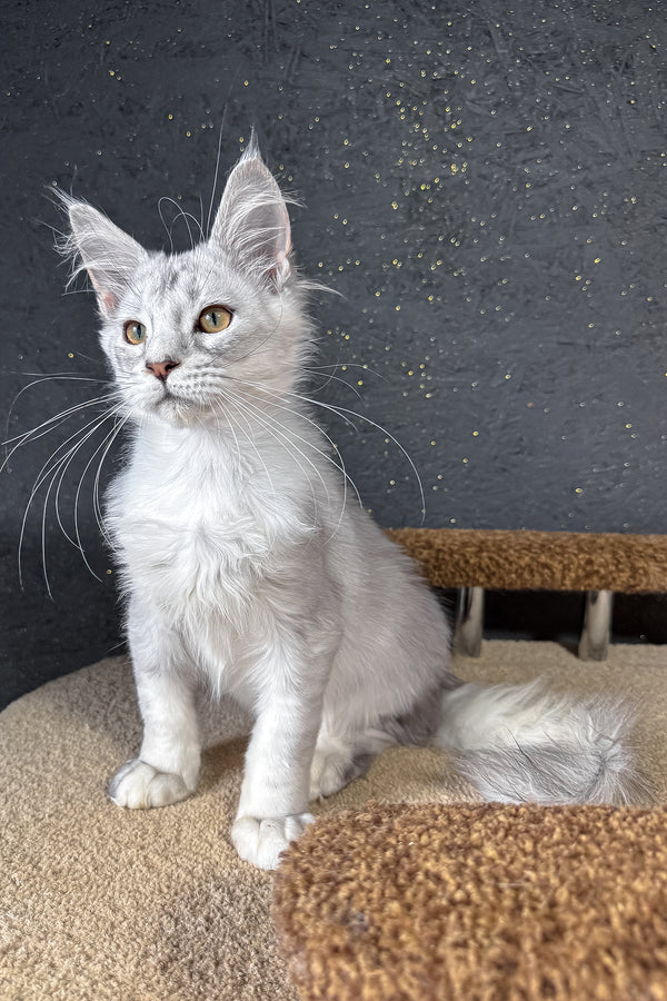 Bazzy | Maine Coon Kitten