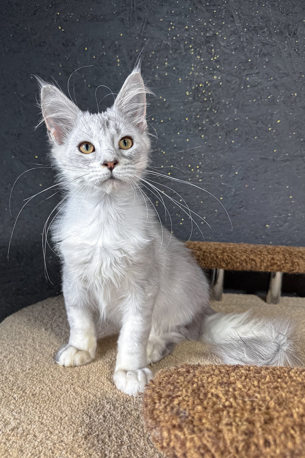 Bazzy | Maine Coon Kitten