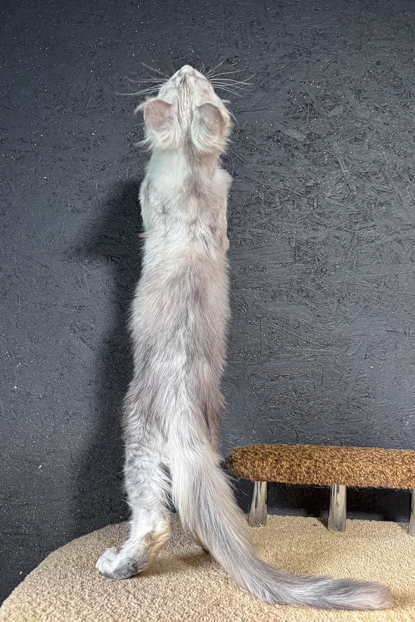 Bazzy | Maine Coon Kitten