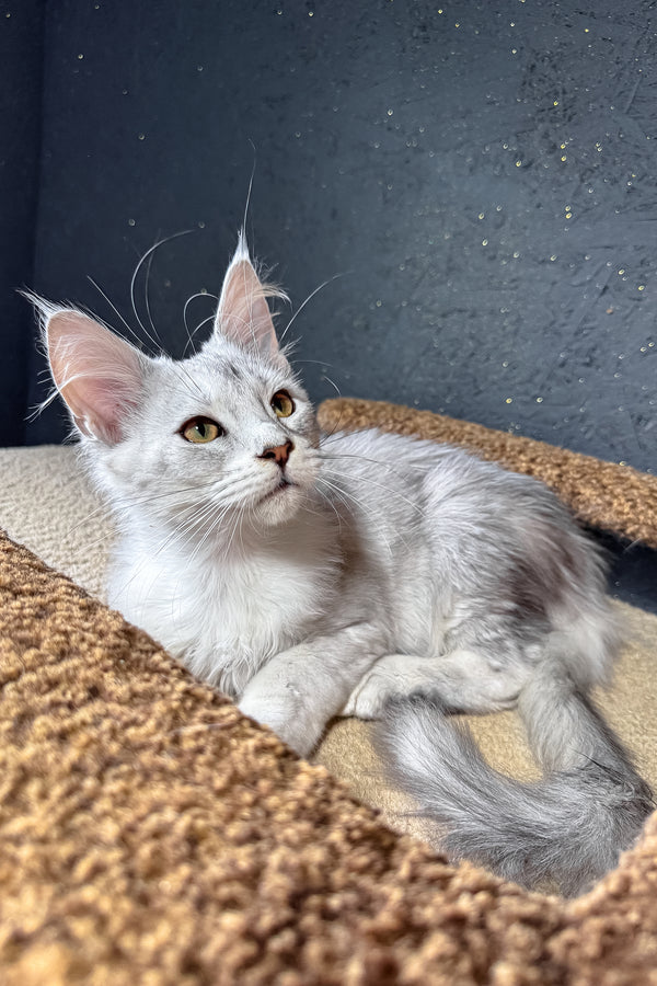 Bazzy | Maine Coon Kitten