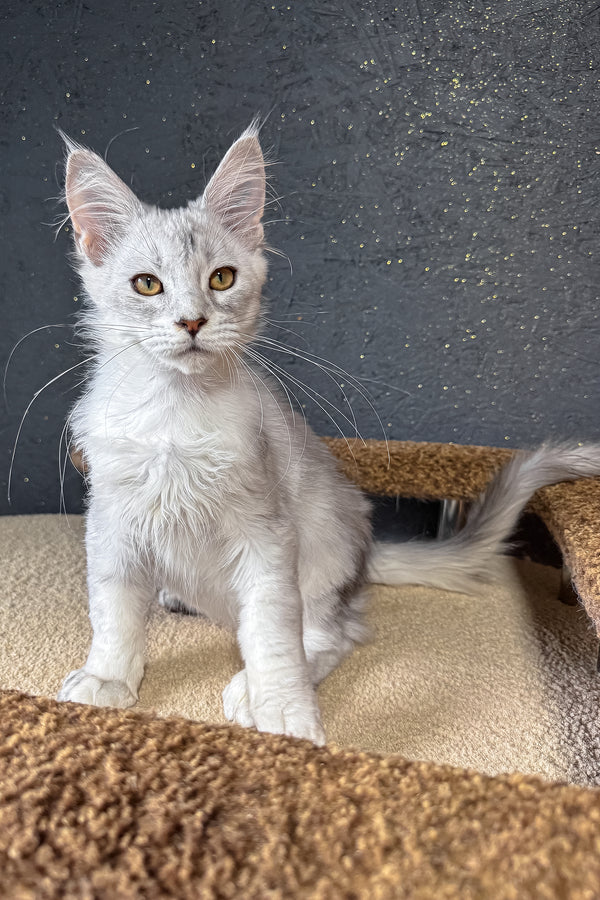 Bazzy | Maine Coon Kitten