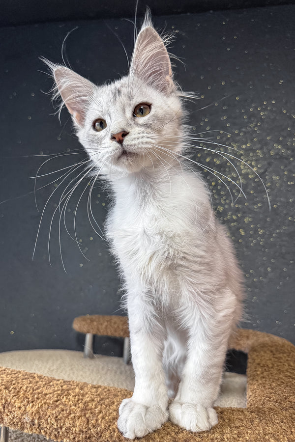 Bazzy | Maine Coon Kitten