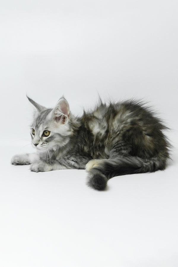 Belinda | Maine Coon Kitten