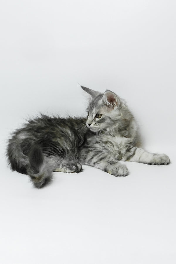 Belinda | Maine Coon Kitten