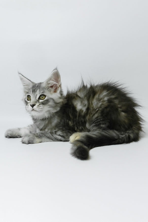 Belinda | Maine Coon Kitten