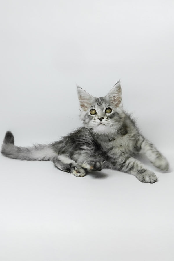 Belinda | Maine Coon Kitten