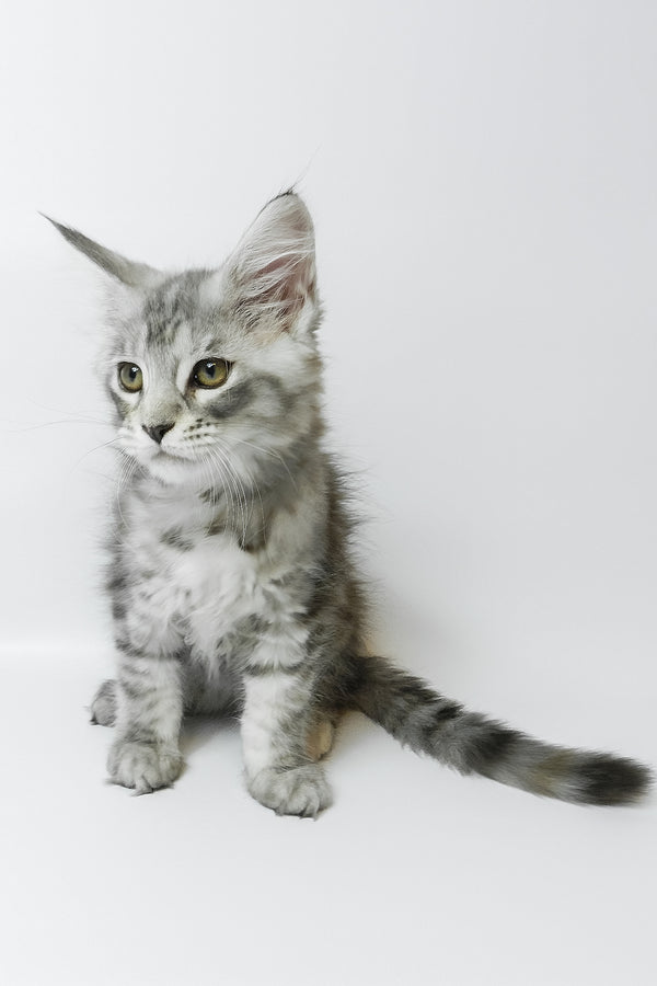 Belinda | Maine Coon Kitten