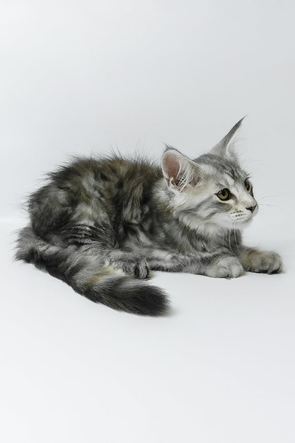 Belinda | Maine Coon Kitten