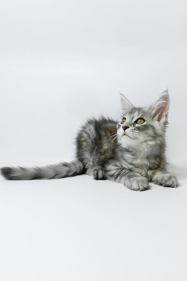 Belinda | Maine Coon Kitten