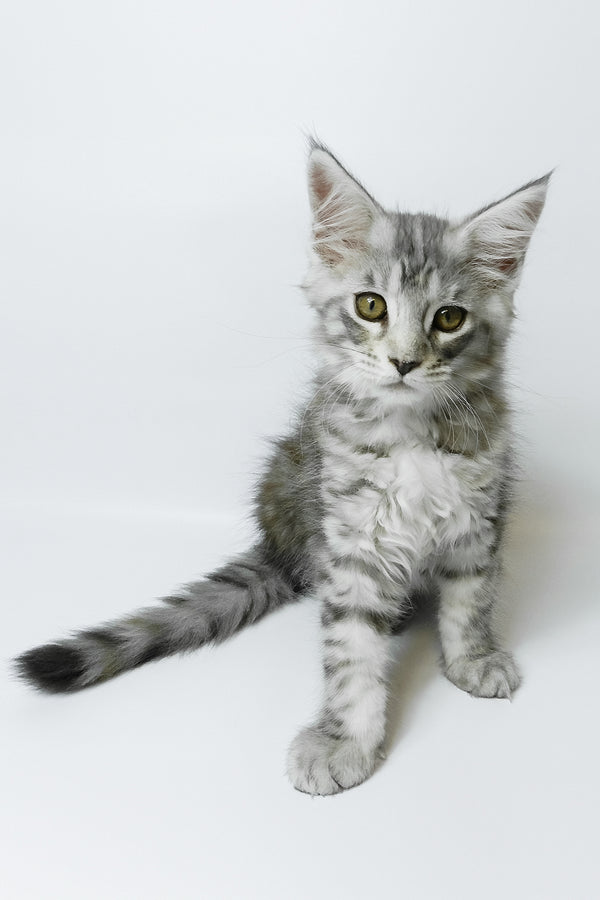 Belinda | Maine Coon Kitten