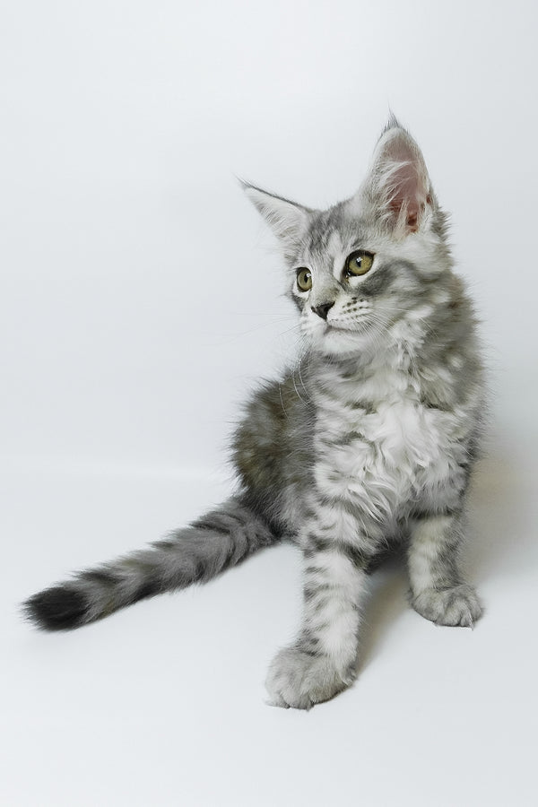 Belinda | Maine Coon Kitten