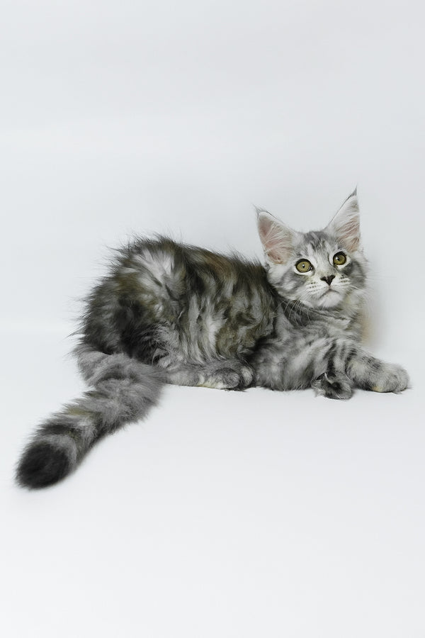 Belinda | Maine Coon Kitten