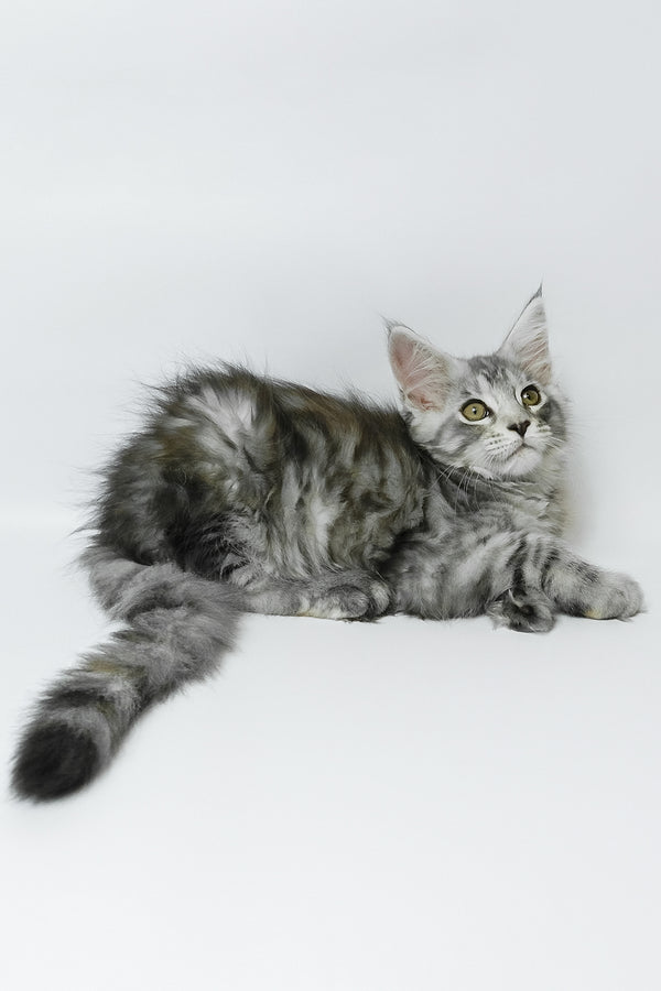 Belinda | Maine Coon Kitten