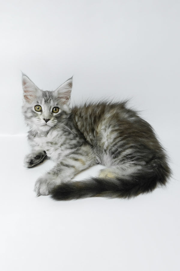 Belinda | Maine Coon Kitten