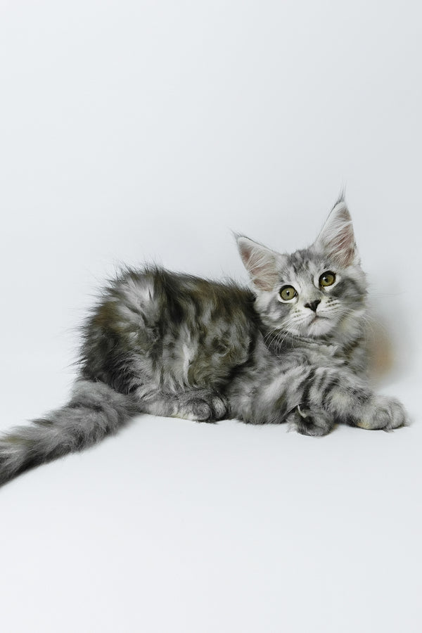 Belinda | Maine Coon Kitten