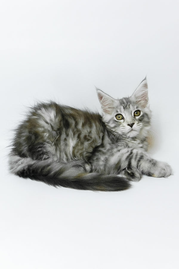 Belinda | Maine Coon Kitten