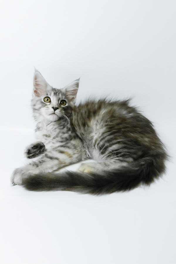 Belinda | Maine Coon Kitten