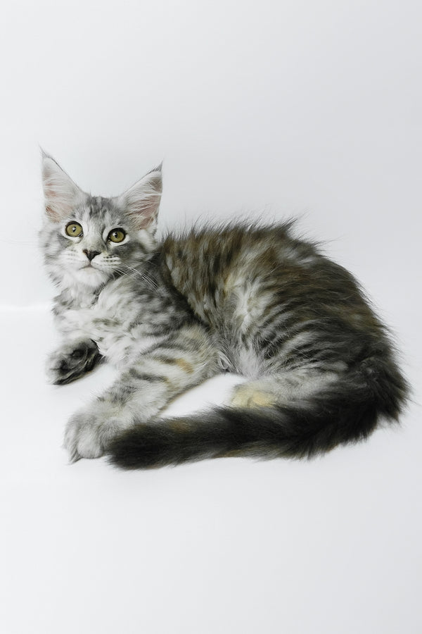 Belinda | Maine Coon Kitten
