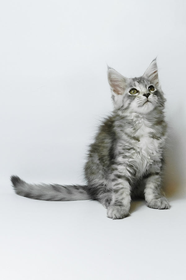 Belinda | Maine Coon Kitten