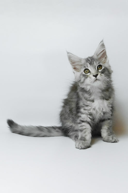 Belinda | Maine Coon Kitten