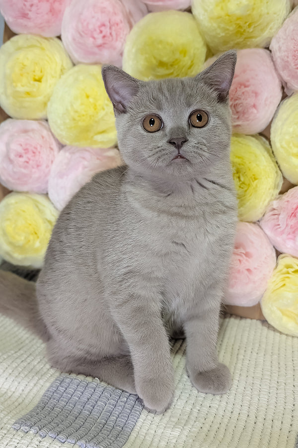 Bella | Scottish Straight Kitten