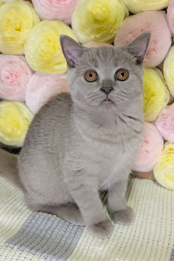Bella | Scottish Straight Kitten
