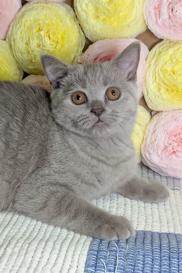 Bella | Scottish Straight Kitten