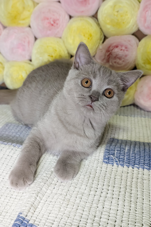 Bella | Scottish Straight Kitten