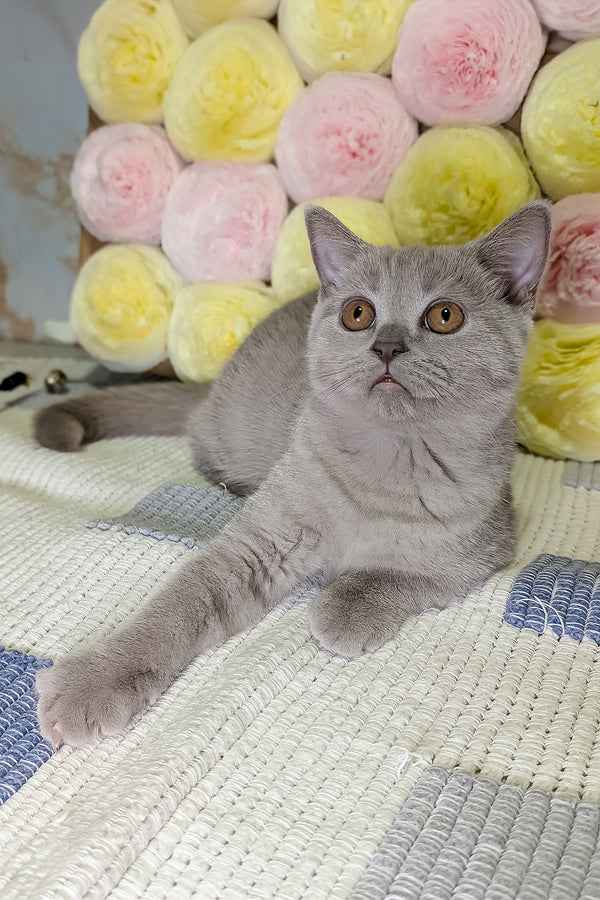 Bella | Scottish Straight Kitten