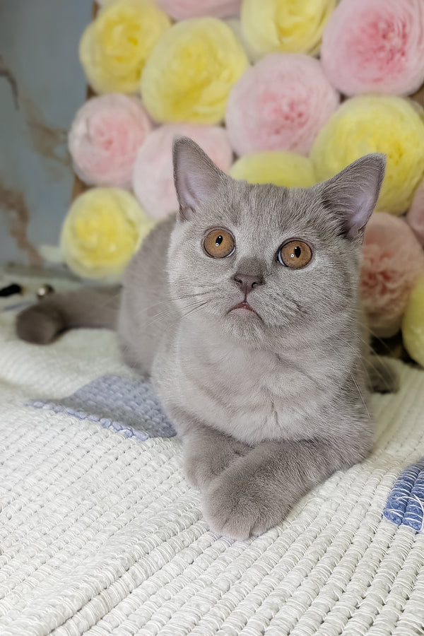 Bella | Scottish Straight Kitten