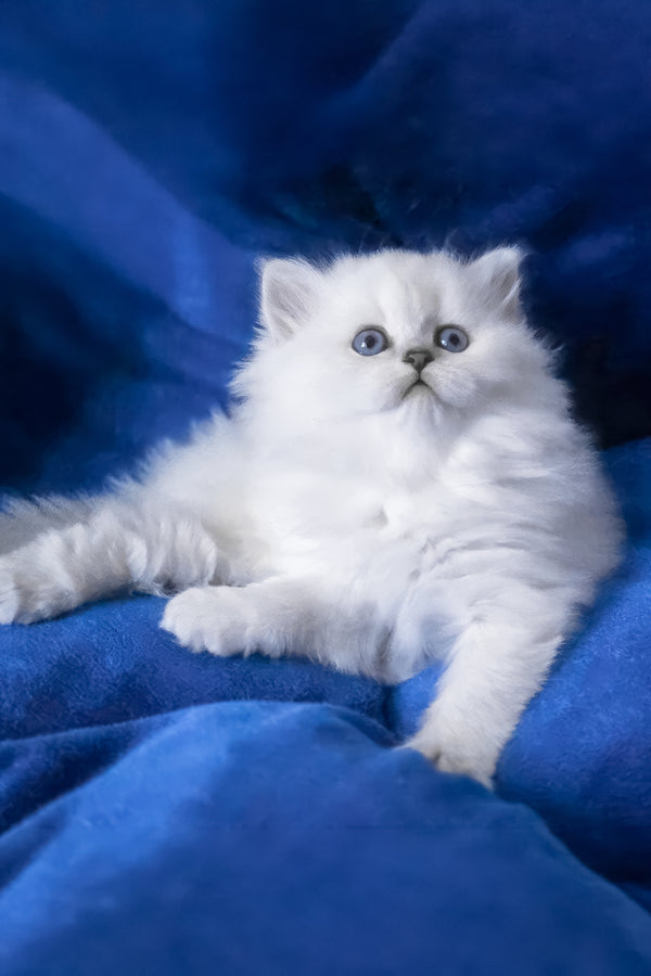 Betti | Scottish Straight Longhair Kitten