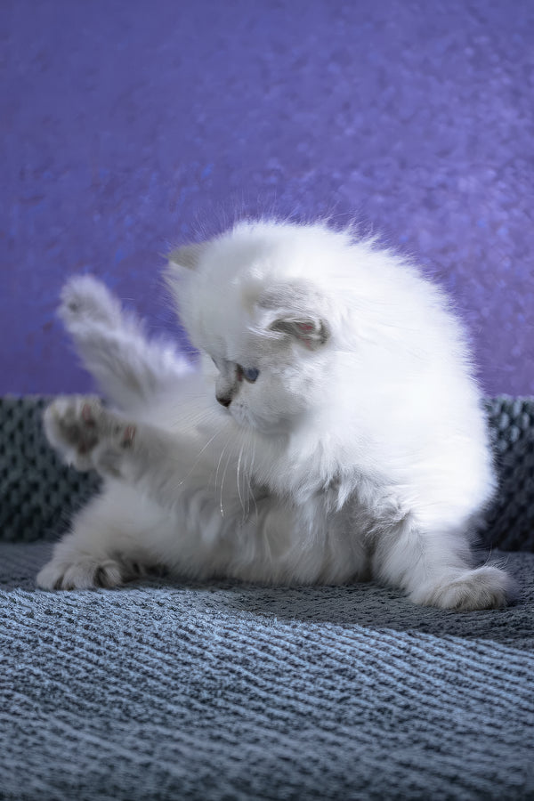 Betti | Scottish Straight Longhair Kitten