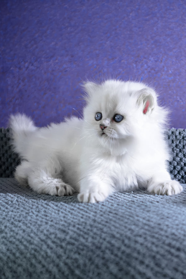 Betti | Scottish Straight Longhair Kitten