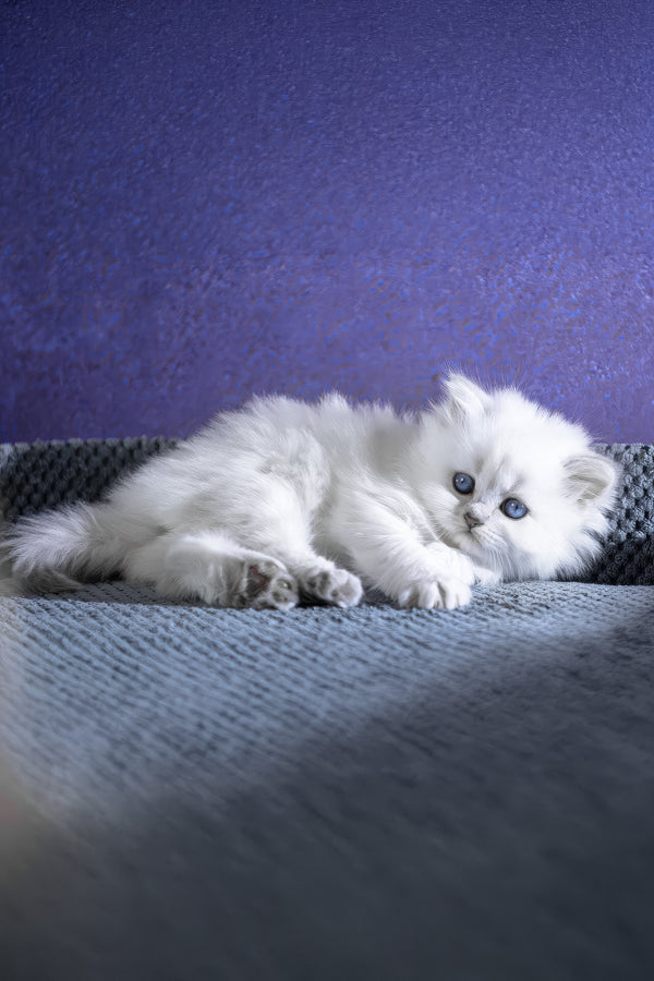 Betti | Scottish Straight Longhair Kitten