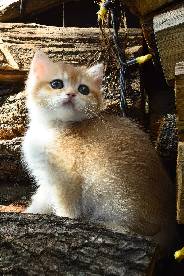 Bettina | British Shorthair Kitten