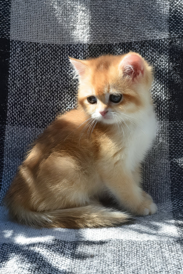 Bettina | British Shorthair Kitten