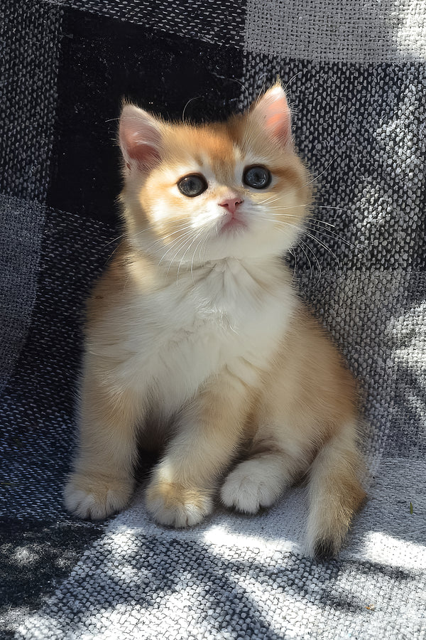 Bettina | British Shorthair Kitten