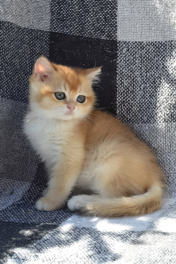 Bettina | British Shorthair Kitten