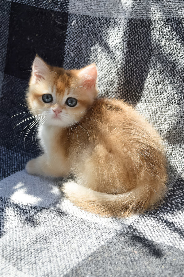 Bettina | British Shorthair Kitten